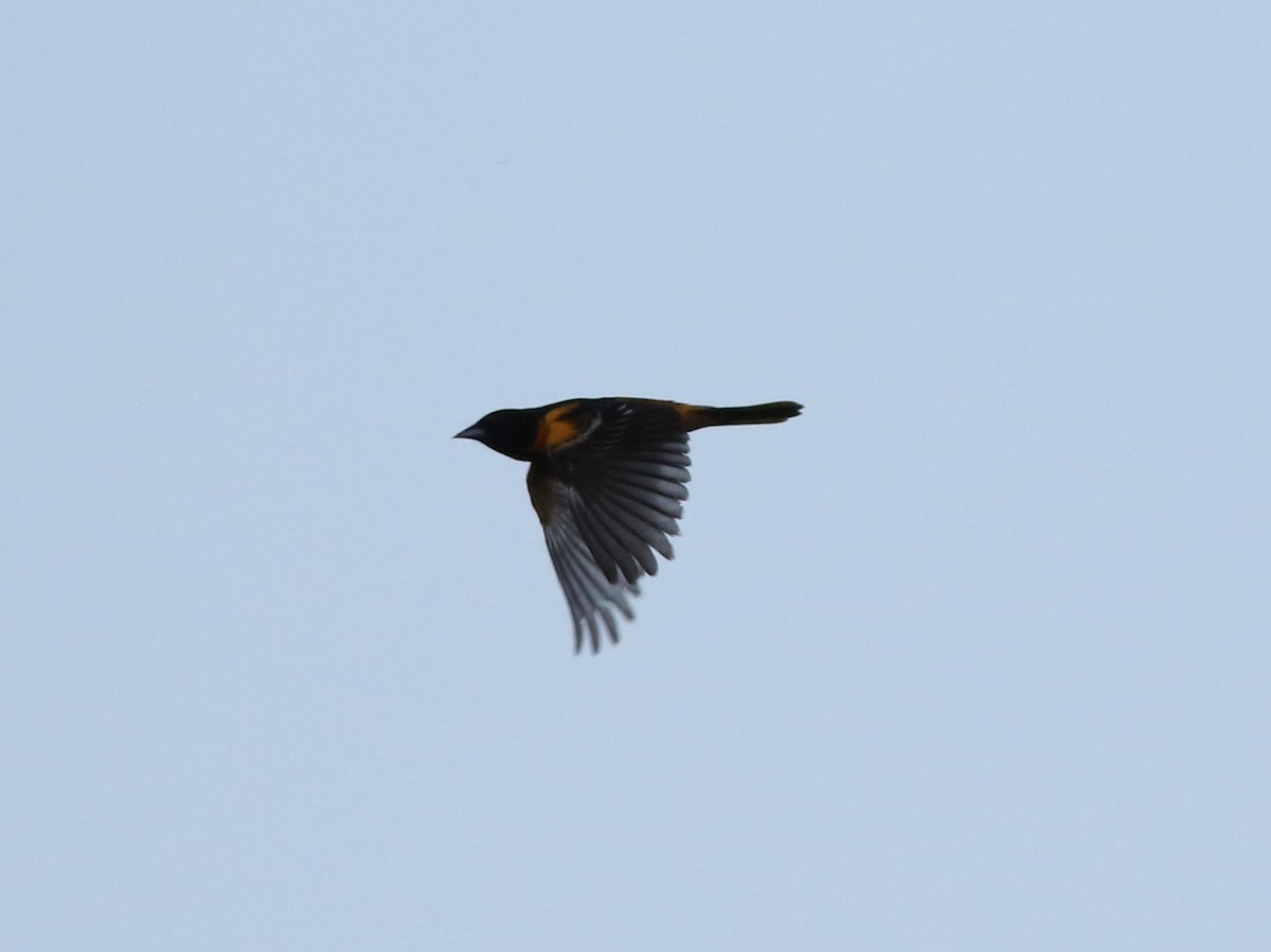 Baltimore Oriole - ML636584641