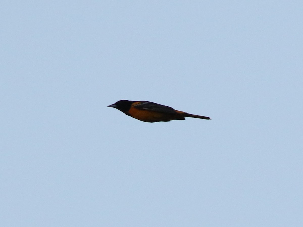 Baltimore Oriole - ML636584642