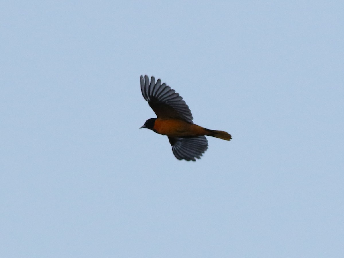 Baltimore Oriole - ML636584643