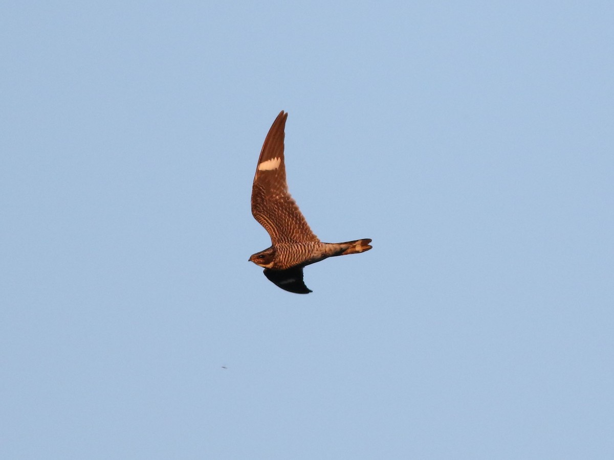 Common Nighthawk - ML636584657