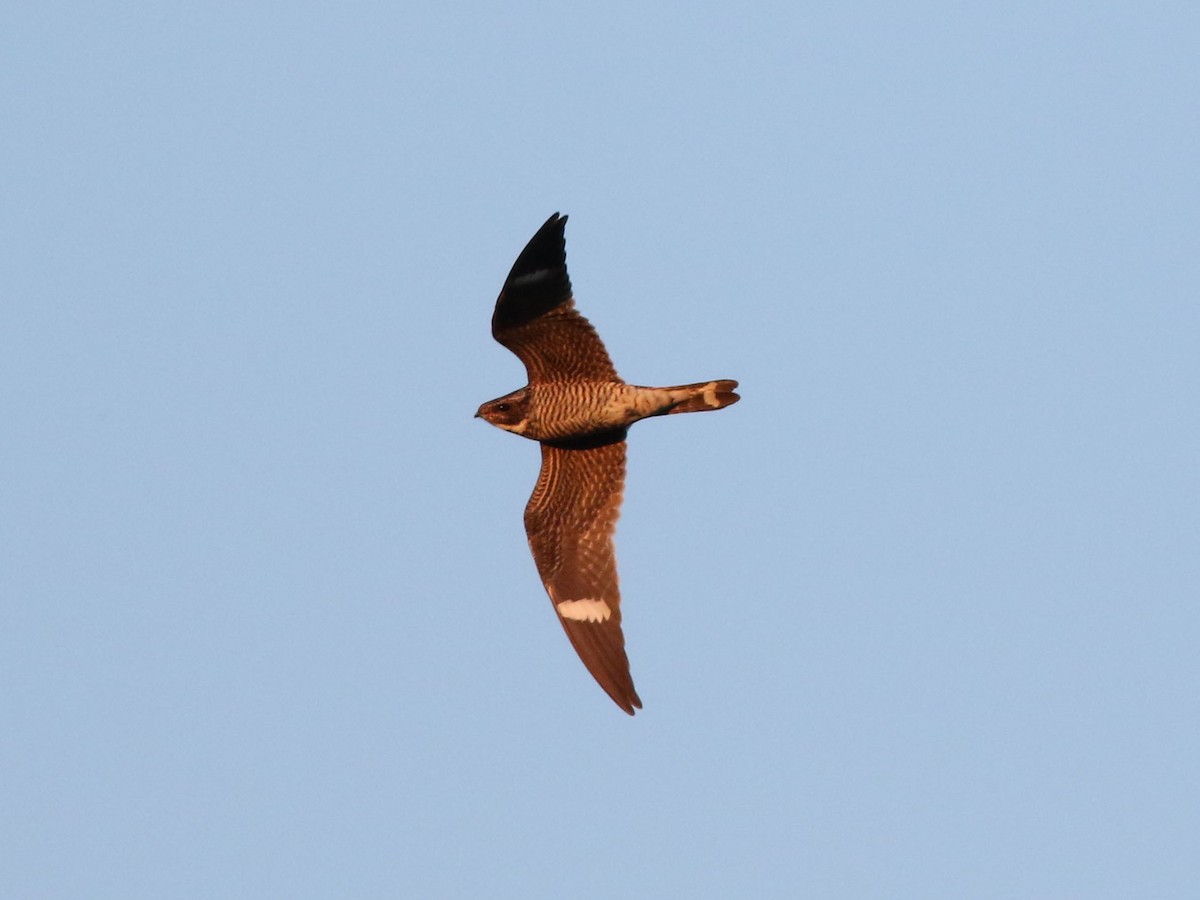Common Nighthawk - ML636584658