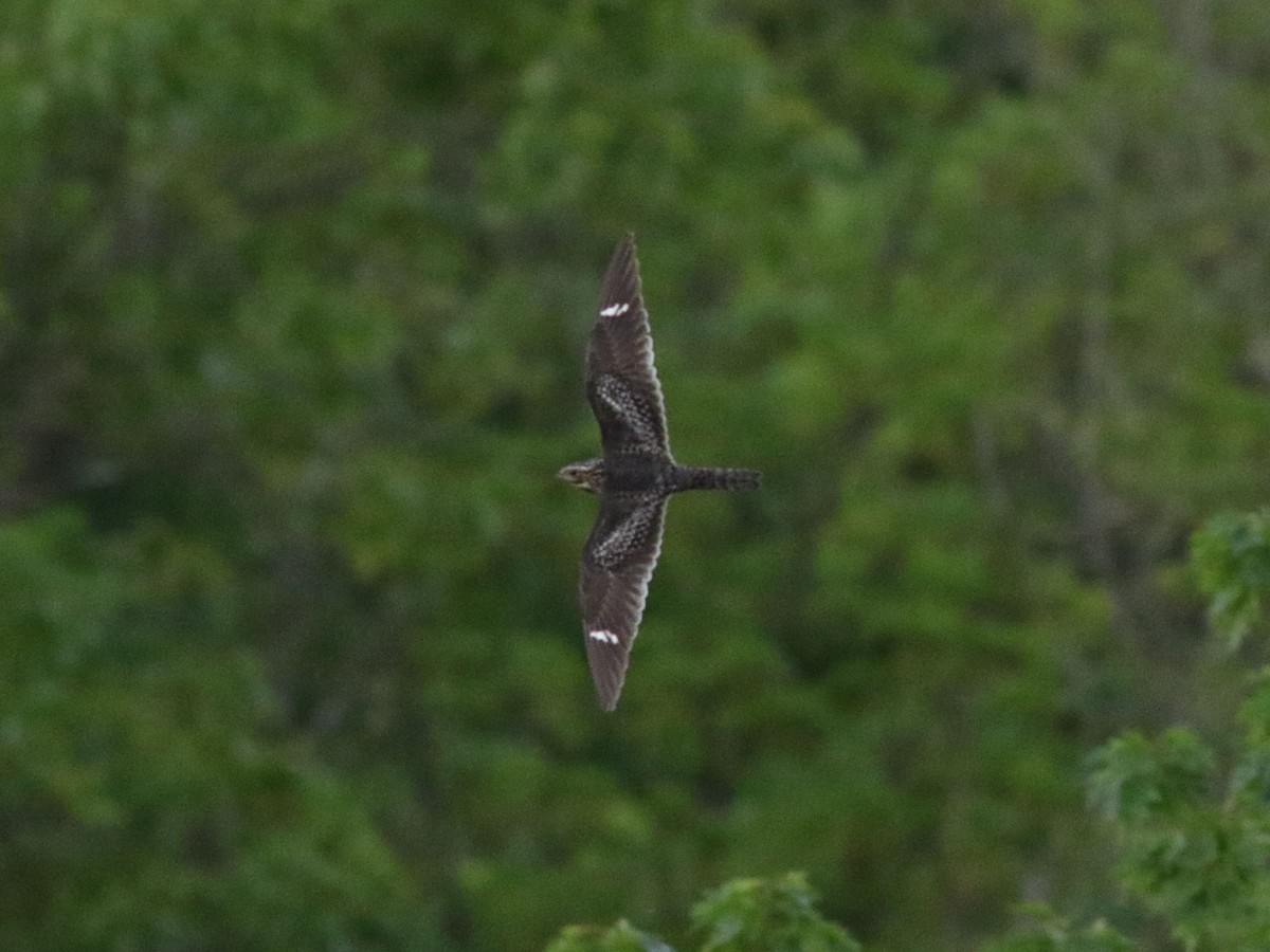 Common Nighthawk - ML636584659