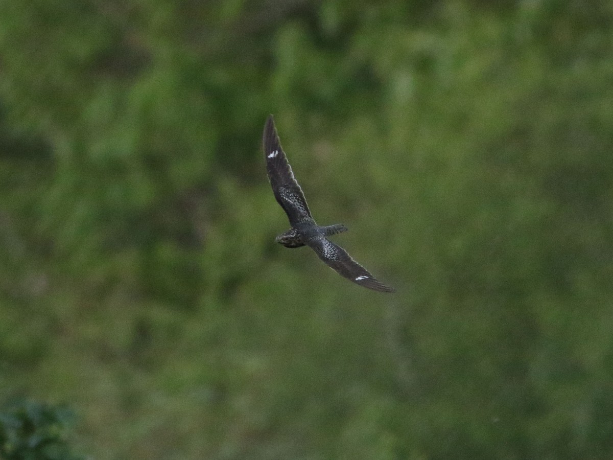 Common Nighthawk - ML636584660