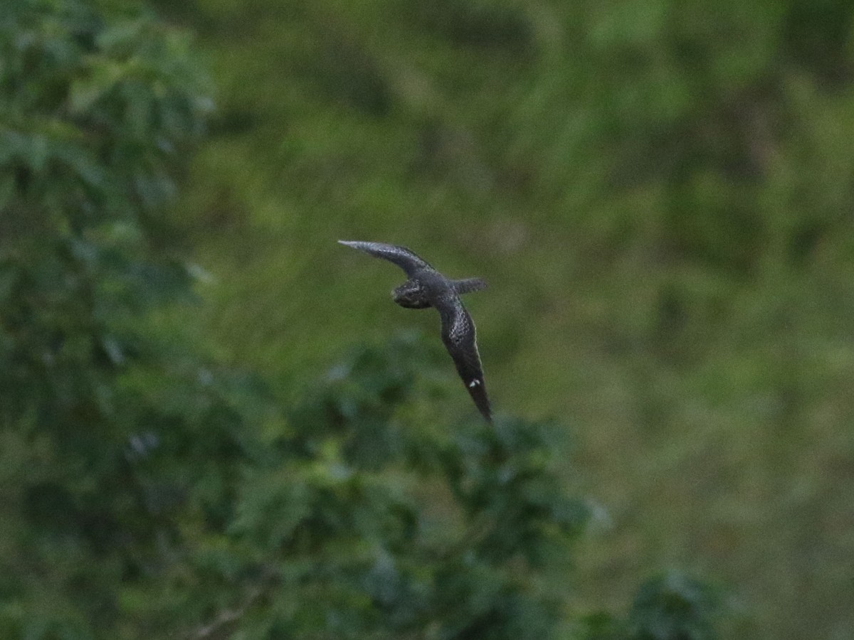 Common Nighthawk - ML636584661