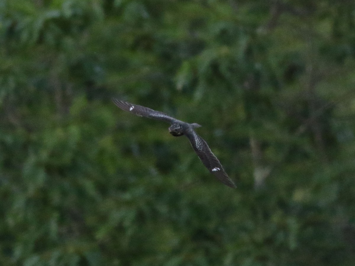 Common Nighthawk - ML636584662