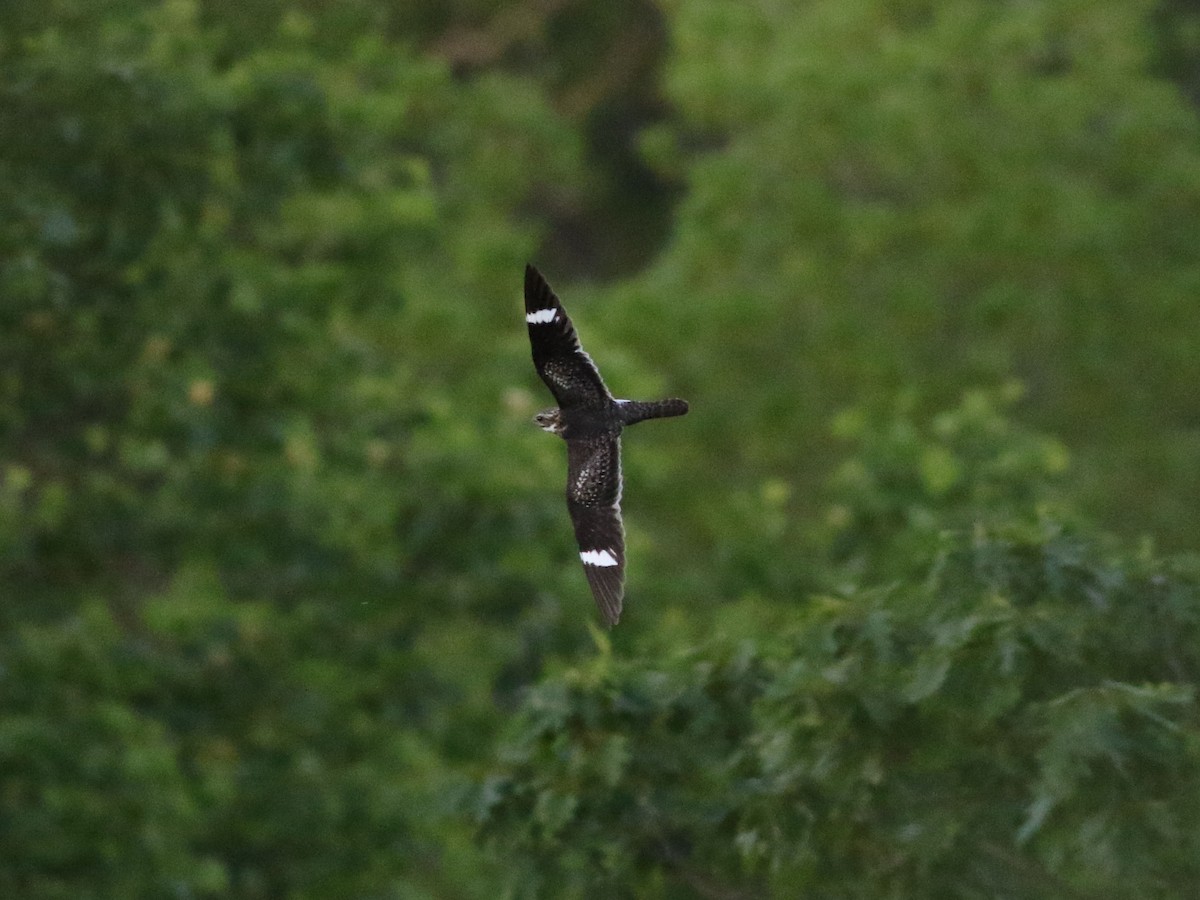 Common Nighthawk - ML636584663