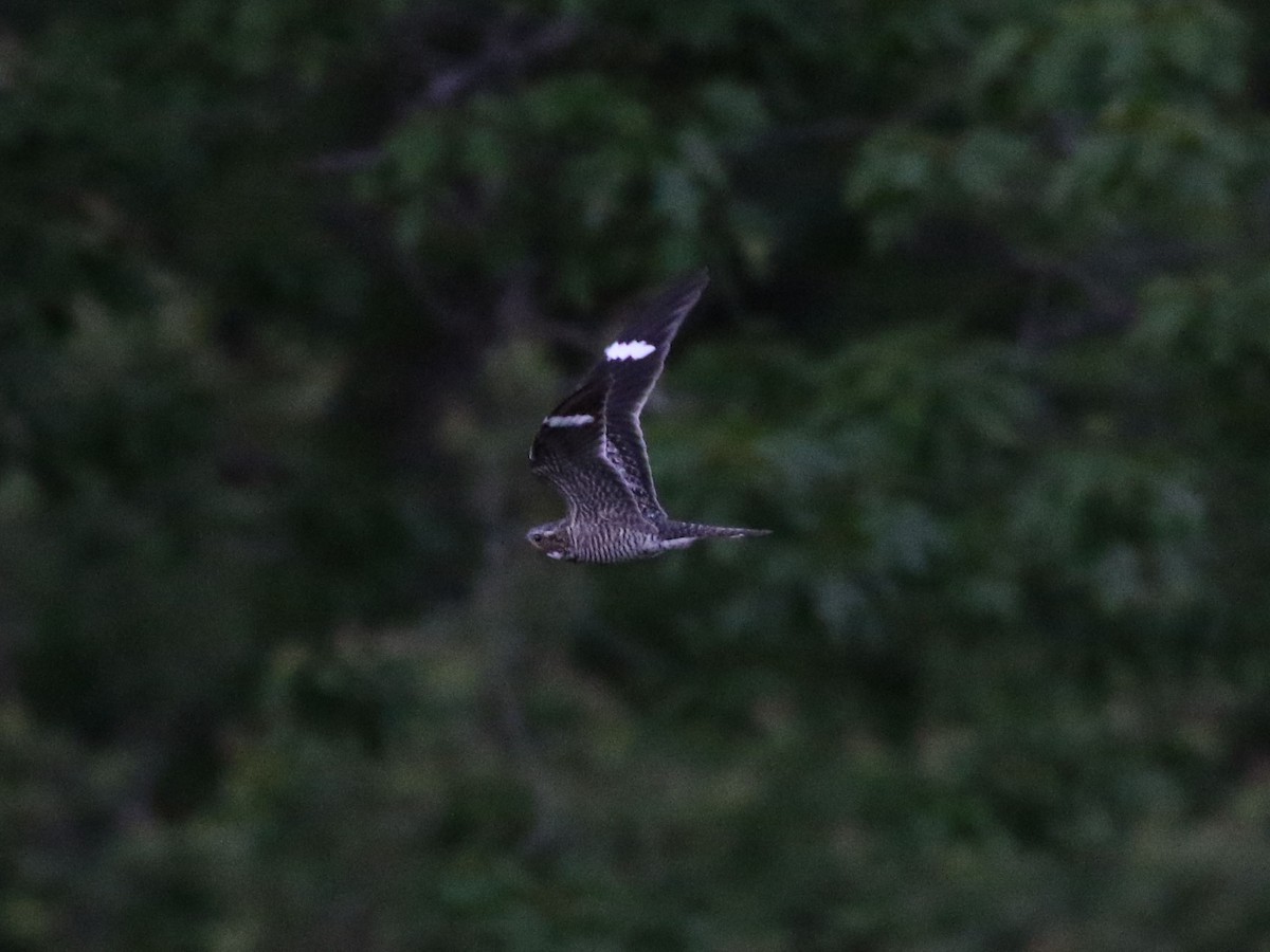 Common Nighthawk - ML636584664