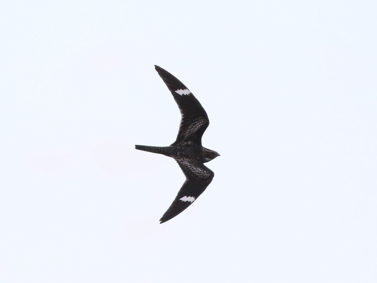 Common Nighthawk - ML636584666