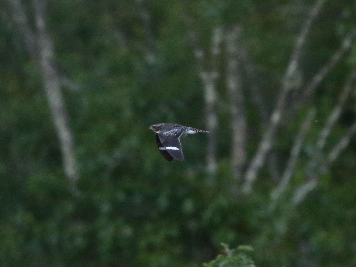 Common Nighthawk - ML636584667