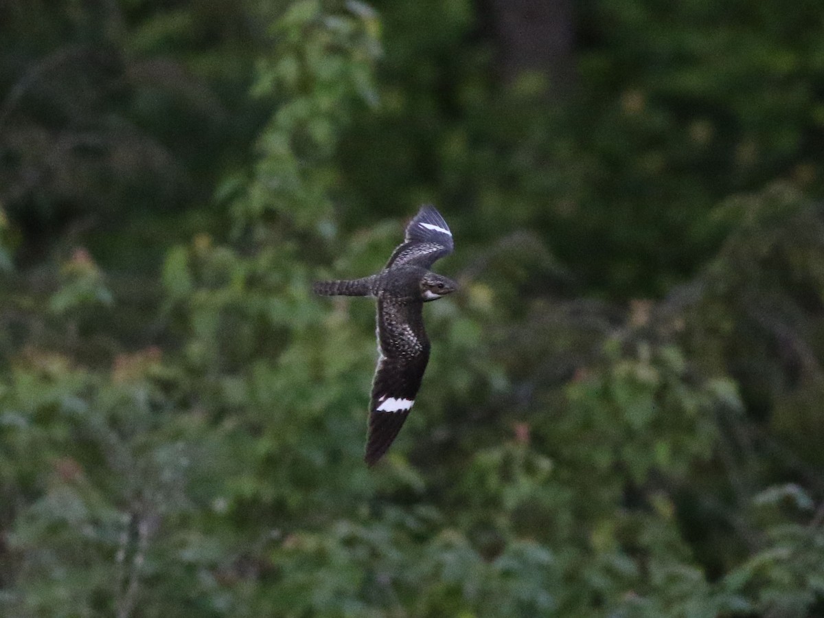 Common Nighthawk - ML636584668