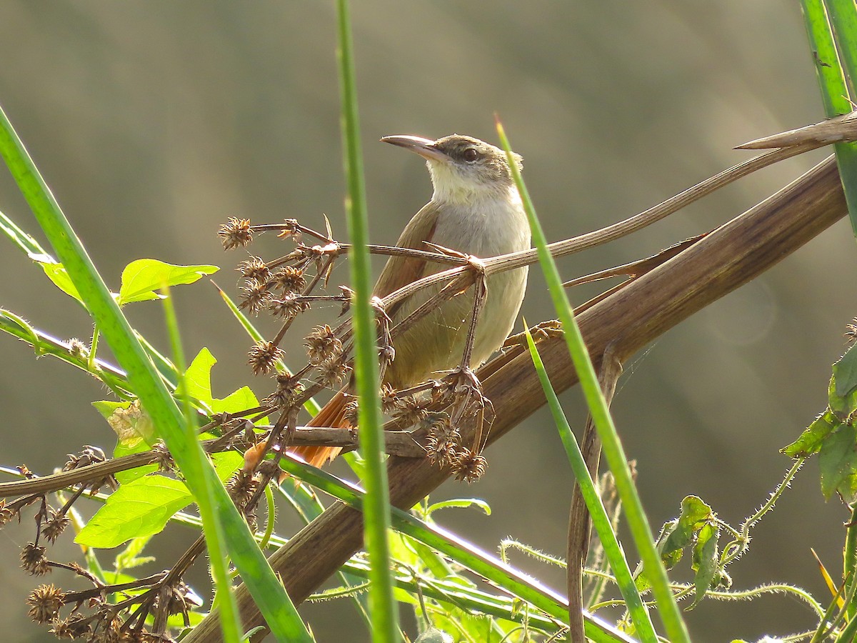 Straight-billed Reedhaunter - ML636584675