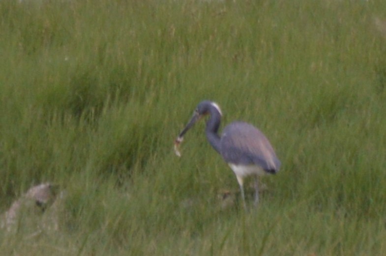 Tricolored Heron - ML636584733