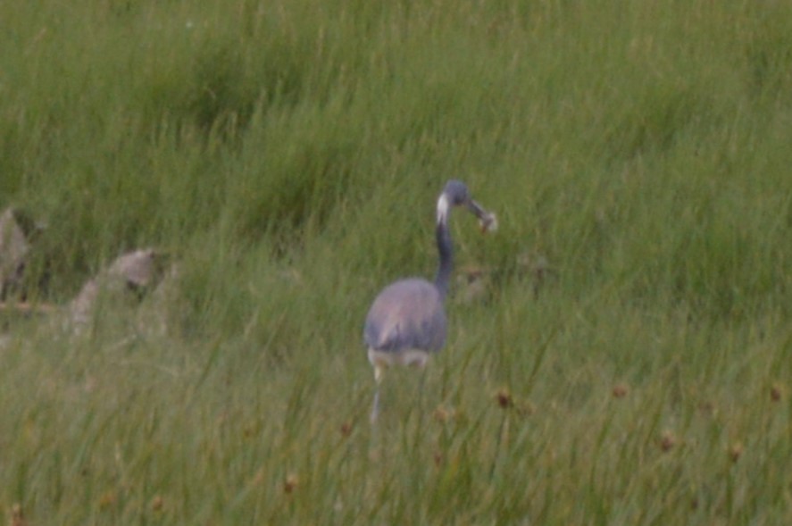 Tricolored Heron - ML636584734