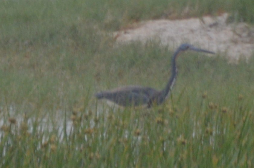 Tricolored Heron - ML636584735