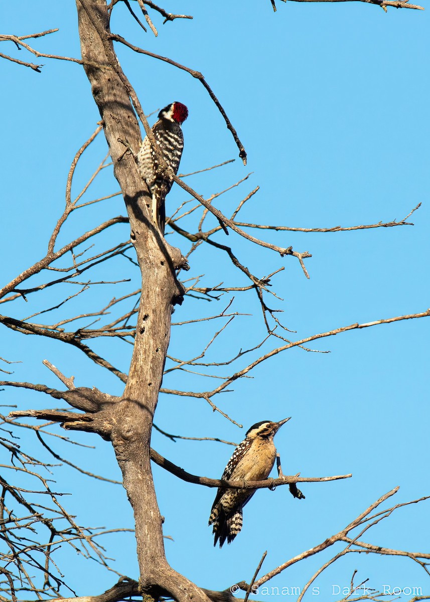 Ladder-backed Woodpecker - ML636584739