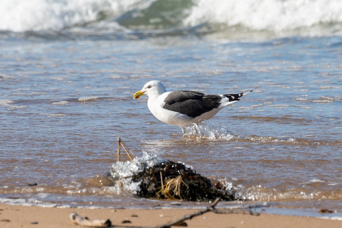 Kelp Gull - ML636584775