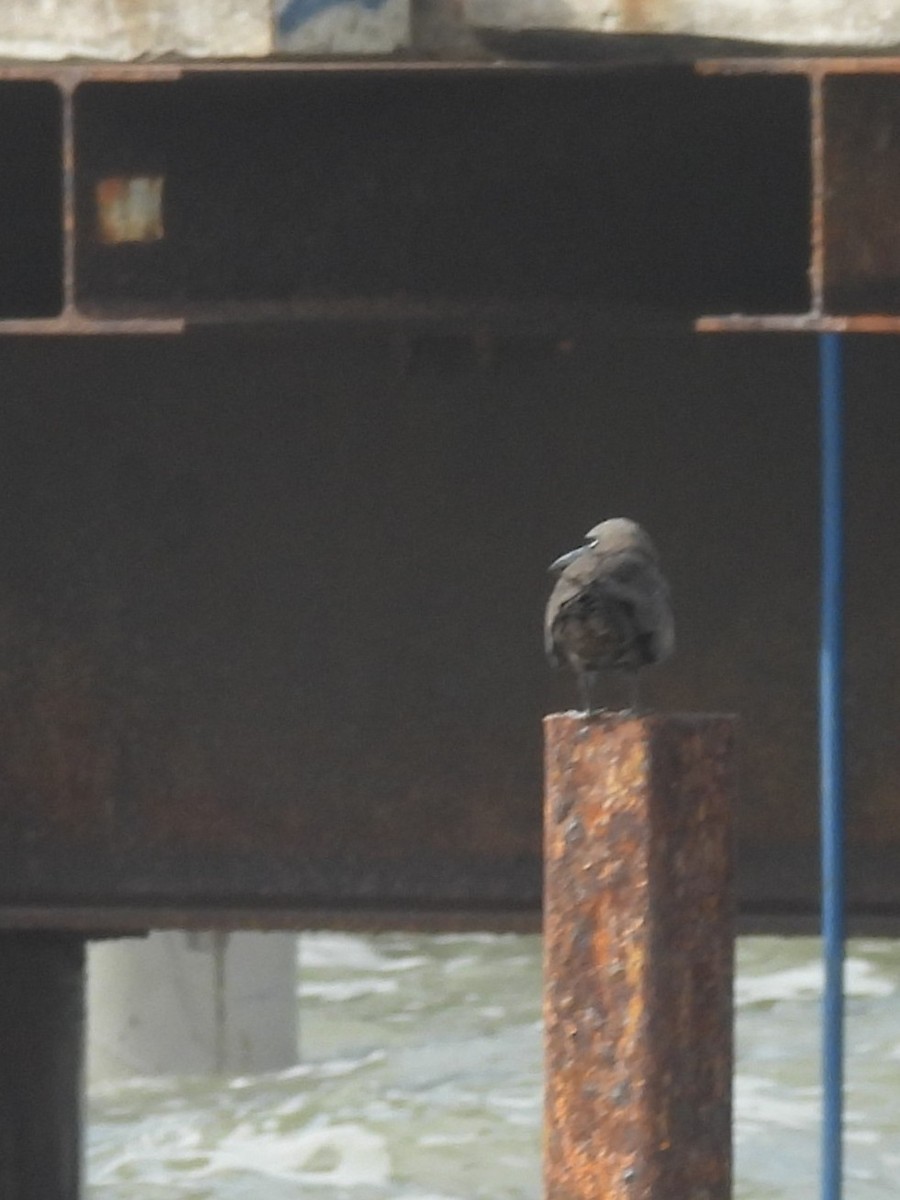 Brown Noddy - ML636584778