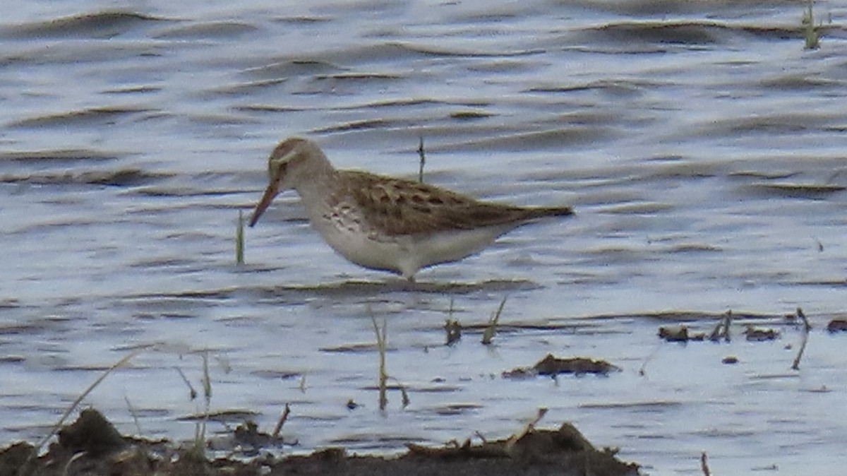 White-rumped Sandpiper - ML636584781