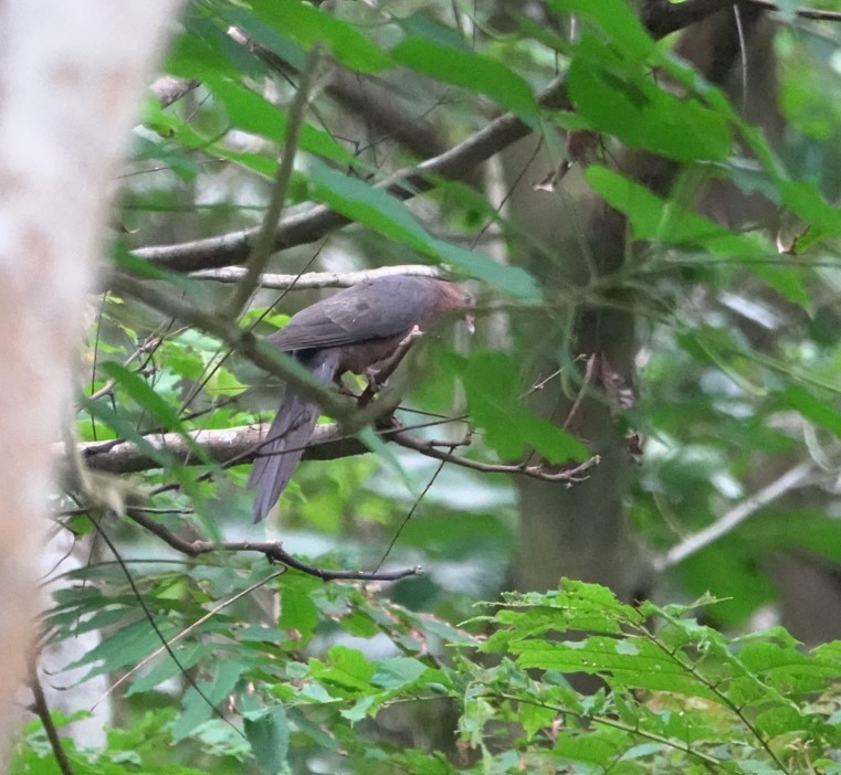 Philippine Cuckoo-Dove - ML636584821
