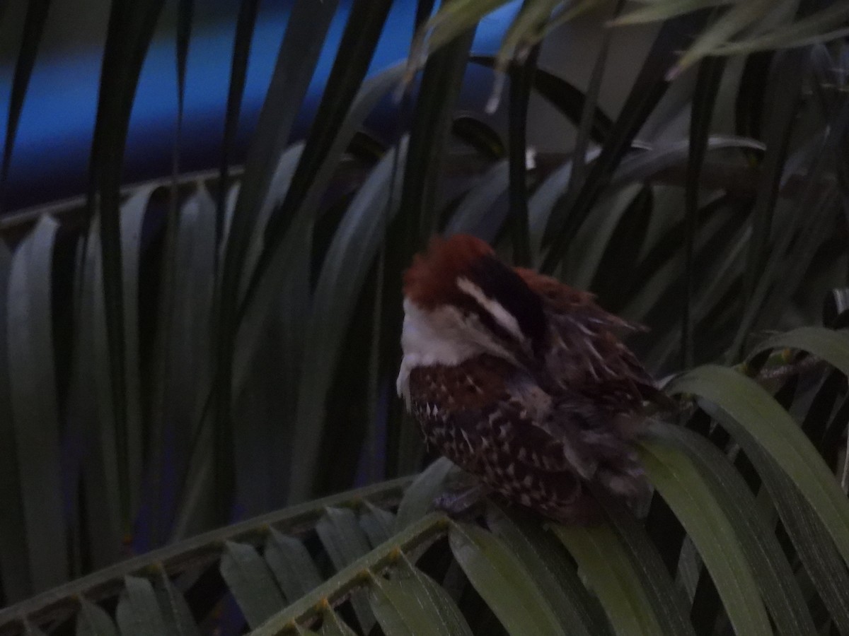 Rufous-browed Wren - ML636584871