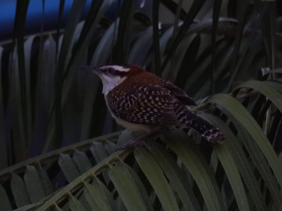 Rufous-browed Wren - ML636584872