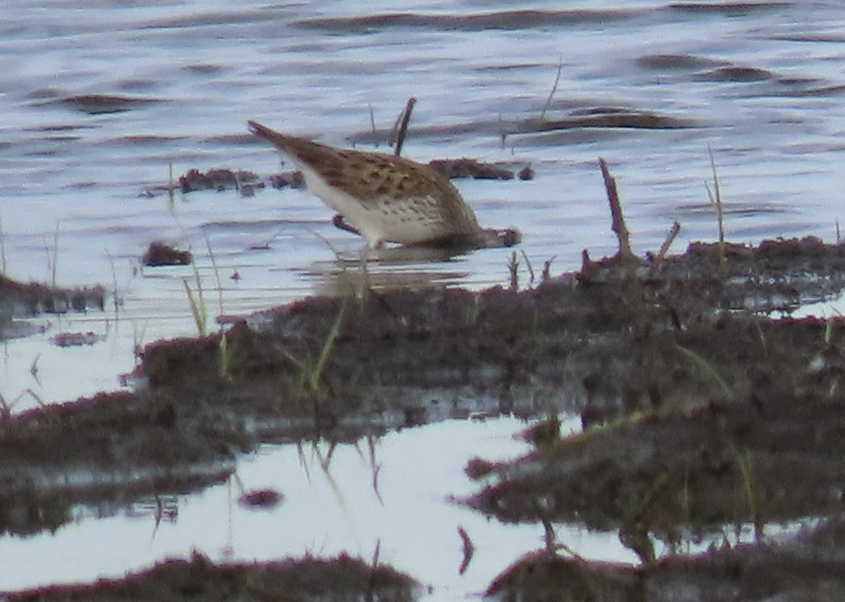 White-rumped Sandpiper - ML636584913