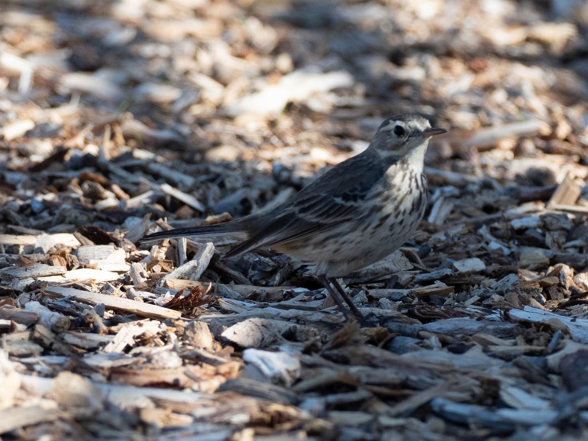linduška tundrová - ML636584956