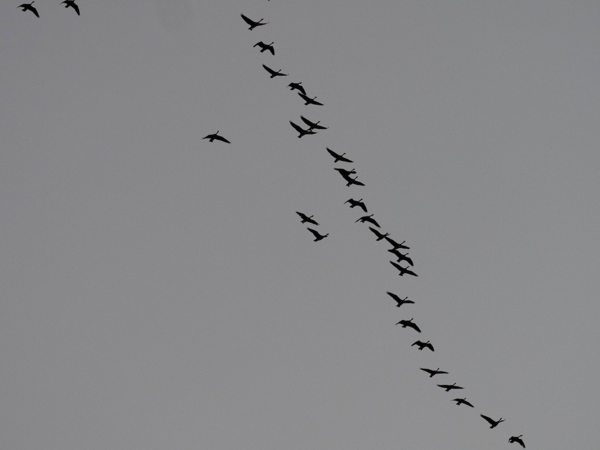 berneška velká - ML636584977