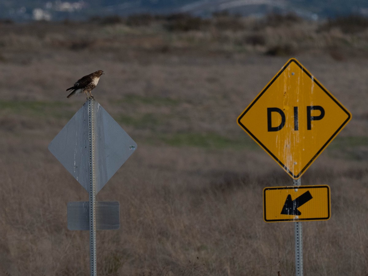 káně rudochvostá - ML636584994