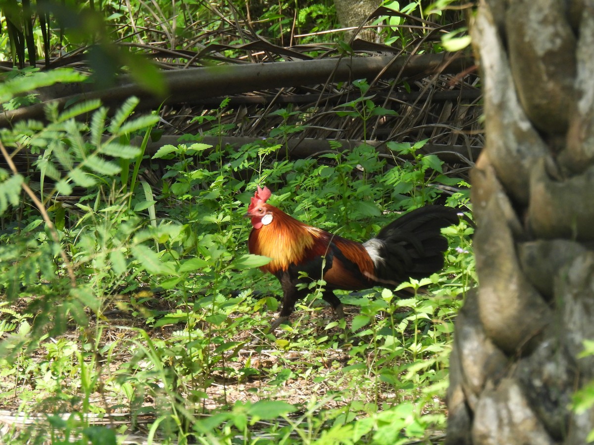 Red Junglefowl - ML636585008
