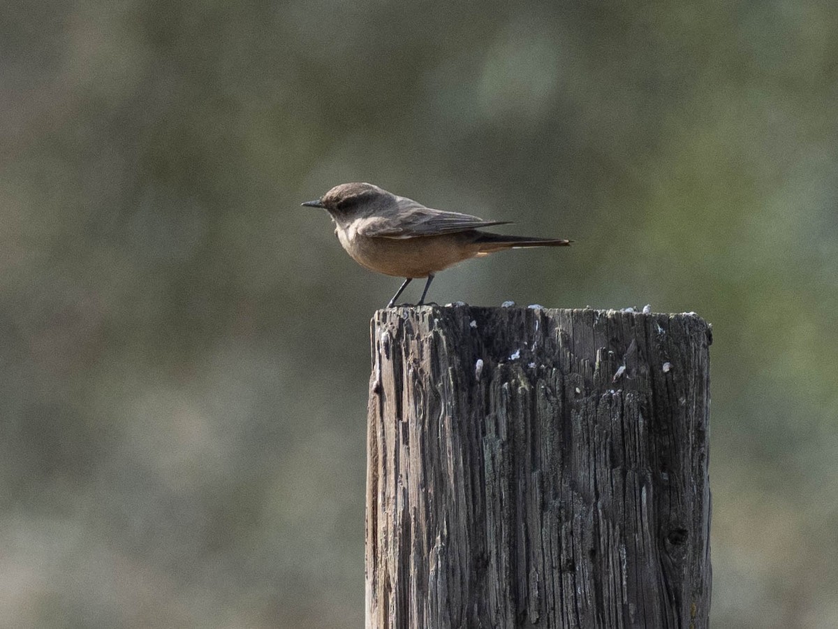 Say's Phoebe - ML636585047