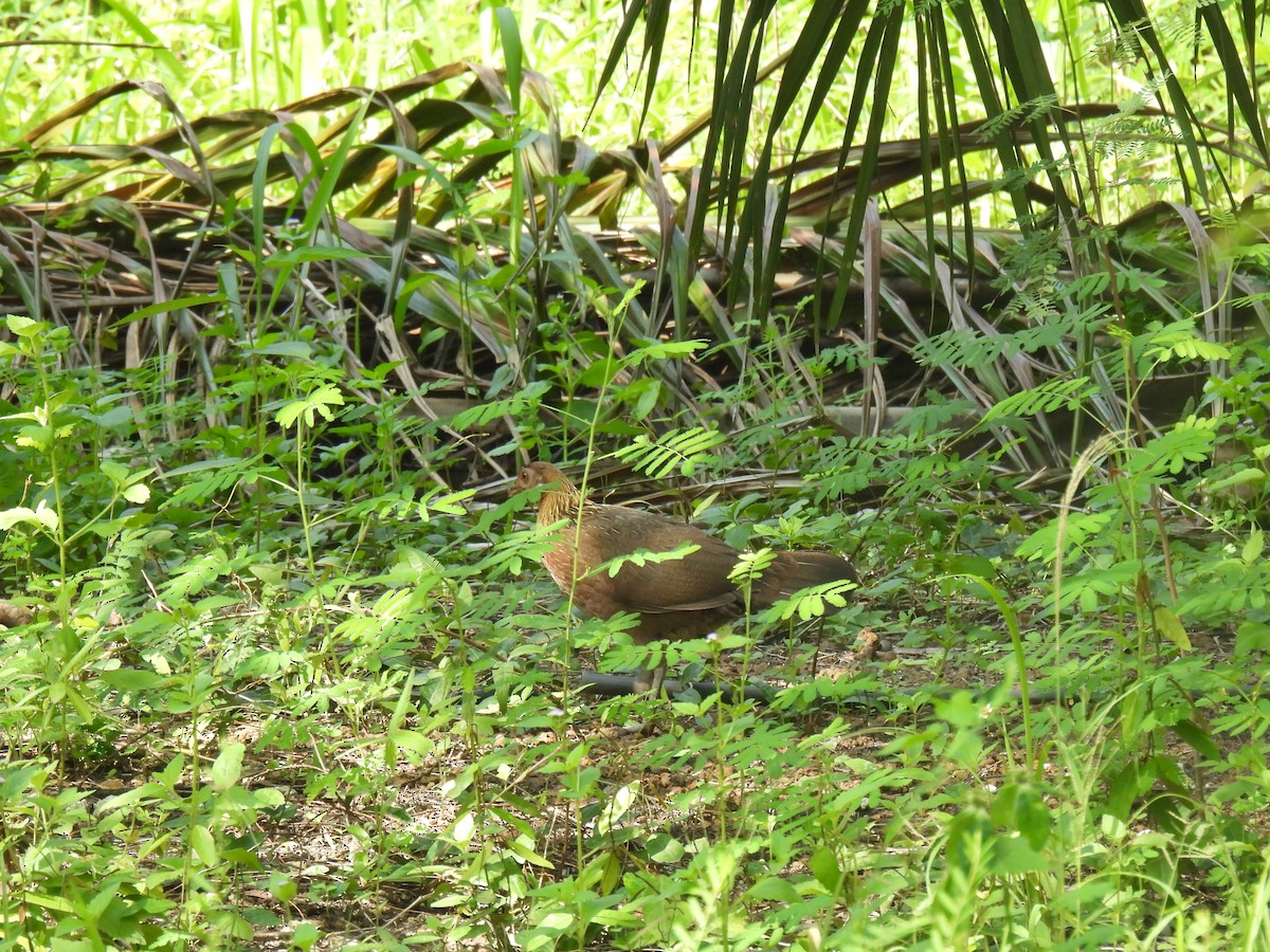 Red Junglefowl - ML636585052