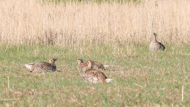 Sharp-tailed Grouse - ML636585053