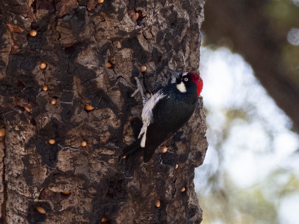 datel sběrač - ML636585066