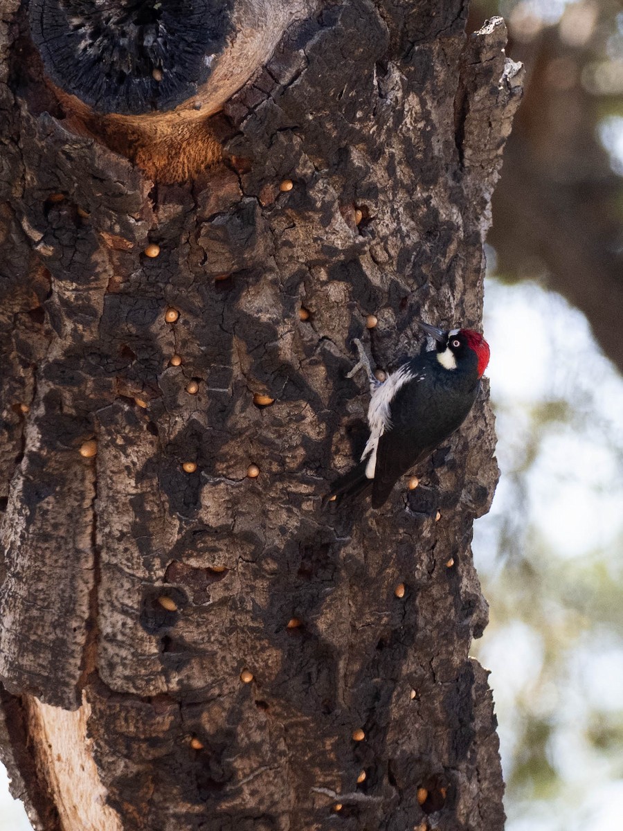 datel sběrač - ML636585067