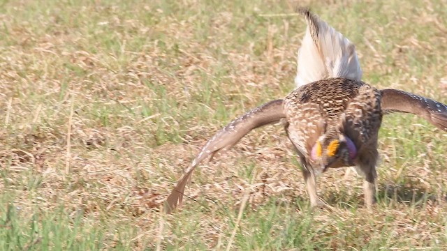 Sharp-tailed Grouse - ML636585077