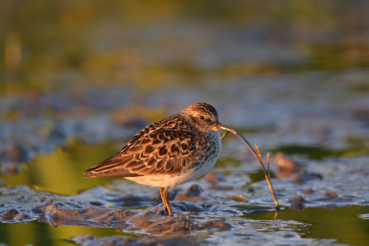 Least Sandpiper - ML636585157
