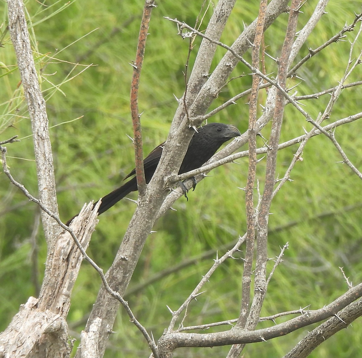 Groove-billed Ani - ML636585218