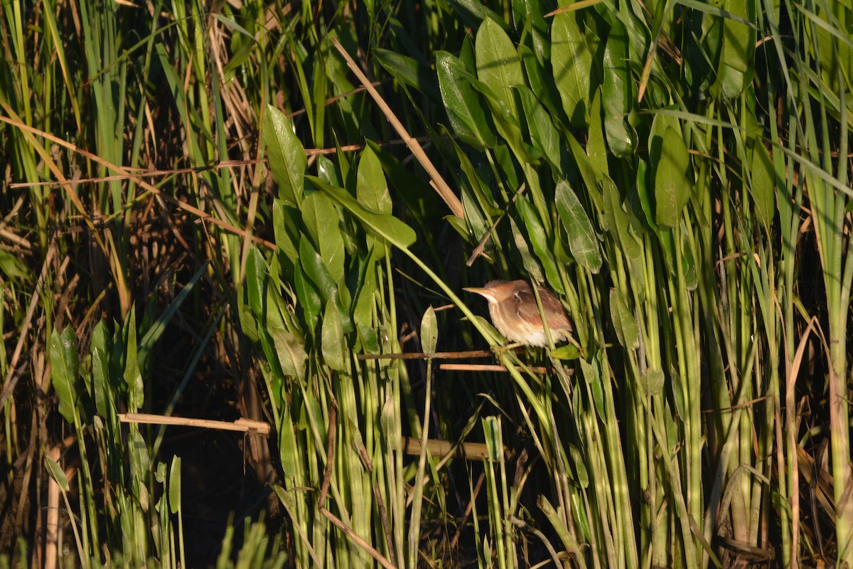 Least Bittern - ML636585268