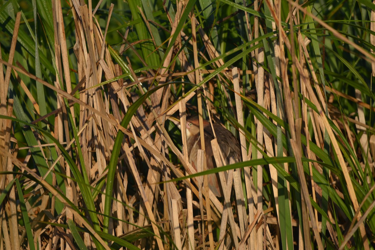 Least Bittern - ML636585285