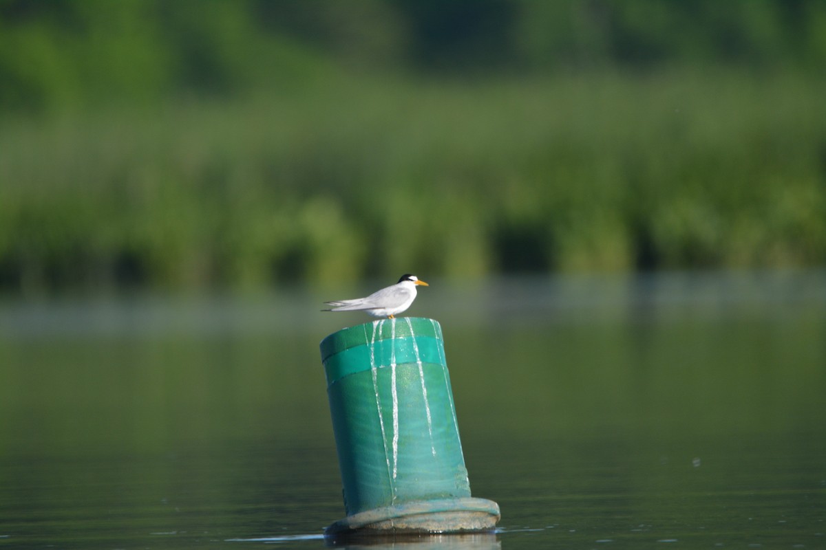 Least Tern - ML636585297