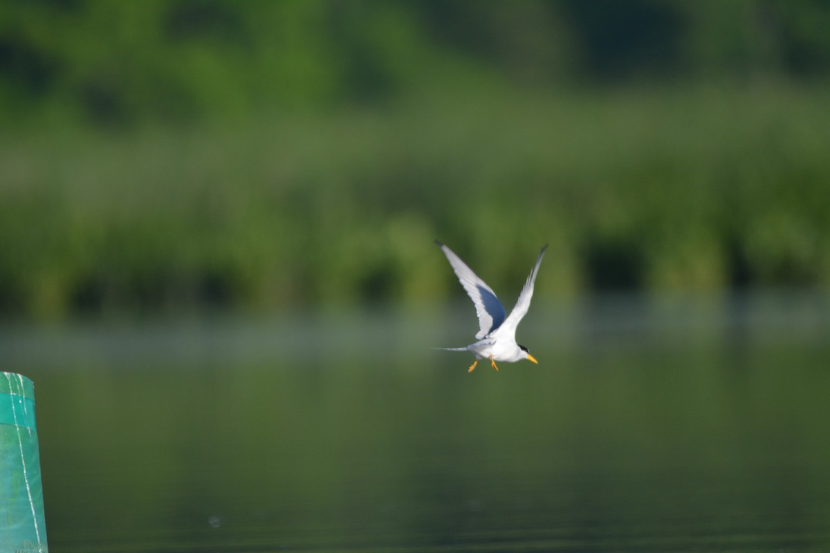 Least Tern - ML636585324