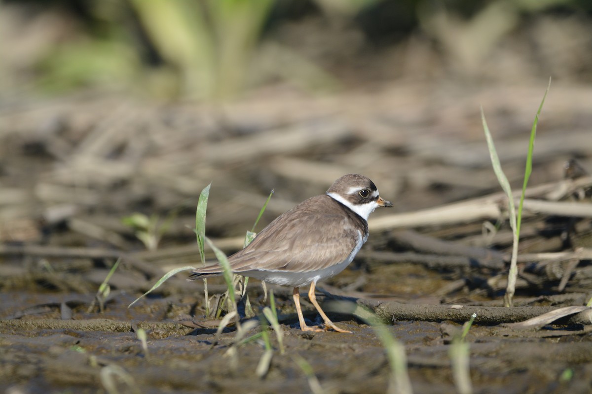 Semipalmated Plover - ML636585369