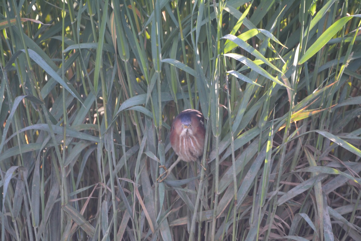 Least Bittern - ML636585435
