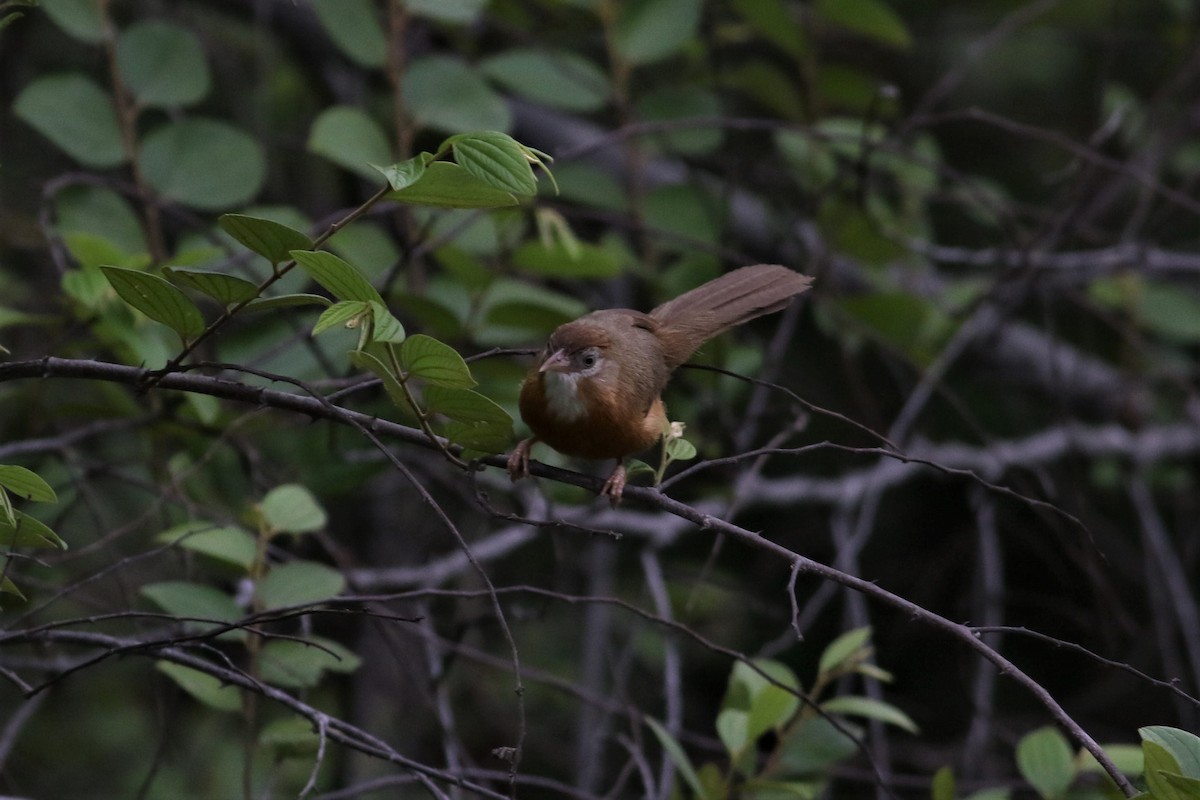 Tawny-bellied Babbler - ML636585611