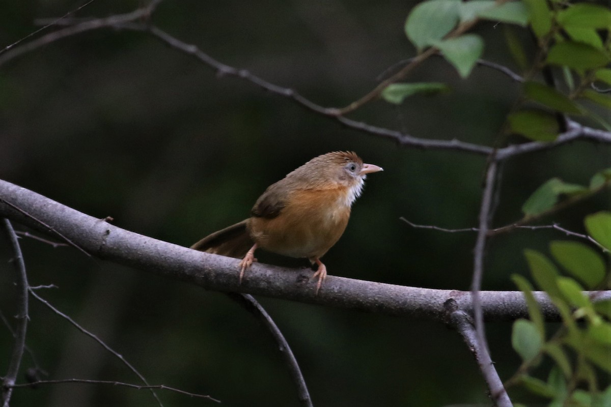 Tawny-bellied Babbler - ML636585612