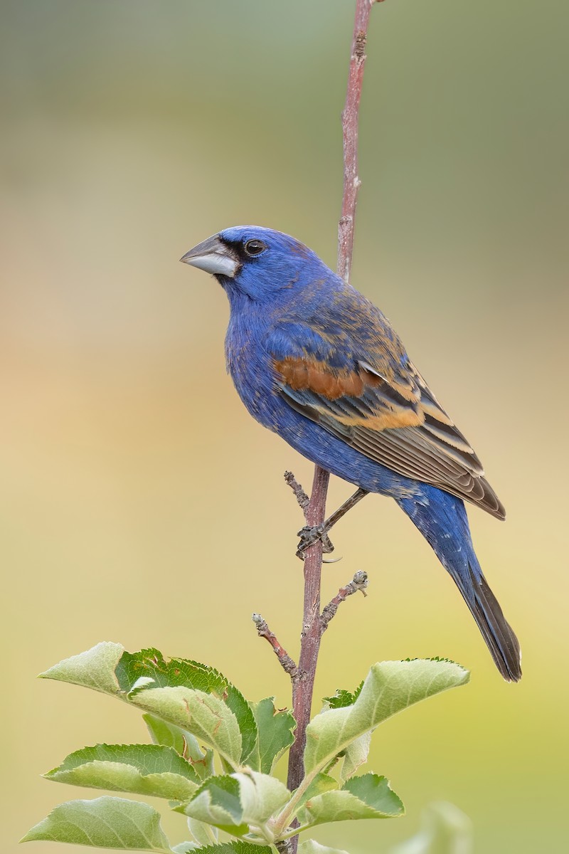 Blue Grosbeak - ML636585834