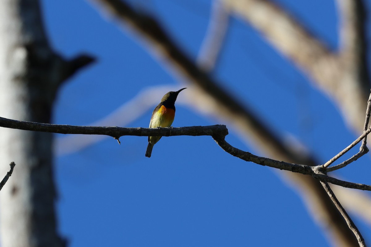 Palawan Sunbird - ML636585837
