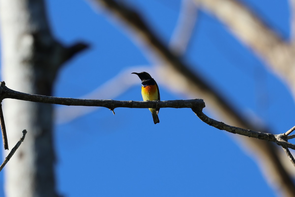Palawan Sunbird - ML636585850