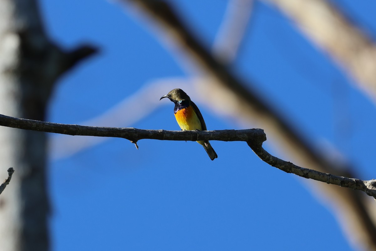 Palawan Sunbird - ML636585868